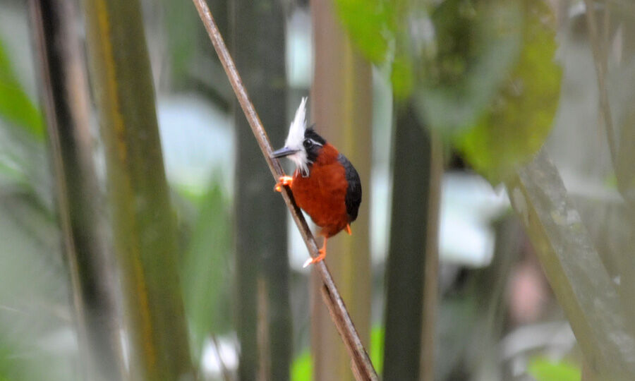 White-plumed Antbird