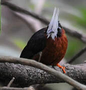 White-plumed Antbird