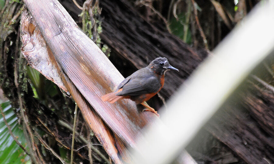 White-plumed Antbirdimmature