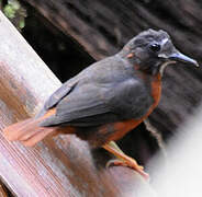 White-plumed Antbird