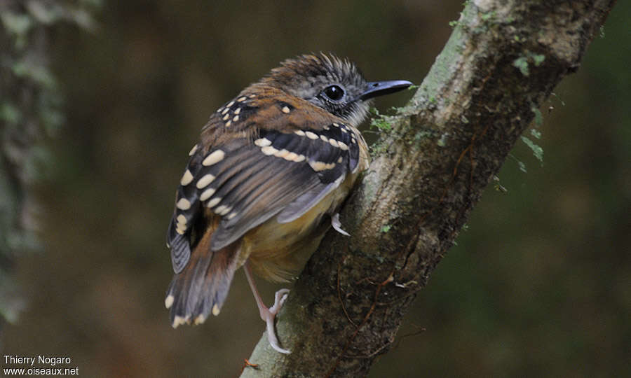 Spot-backed Antbird female adult, identification