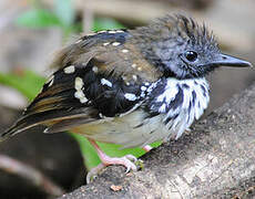 Spot-backed Antbird