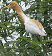 Eastern Cattle Egret