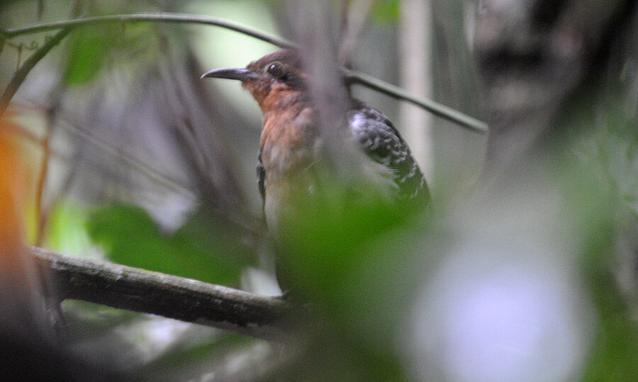 Pavonine Cuckoo