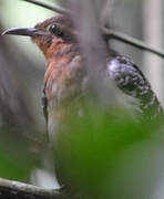 Pavonine Cuckoo