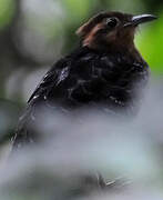 Pavonine Cuckoo