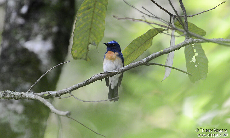 Blue-throated Blue Flycatcher male adult