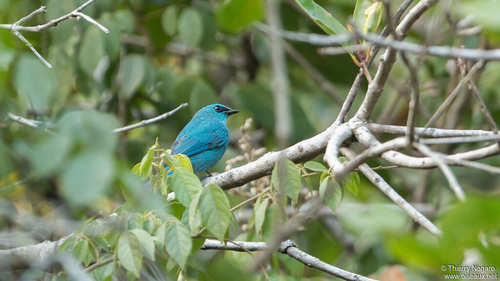 Verditer Flycatcher male adult