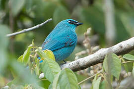 Verditer Flycatcher