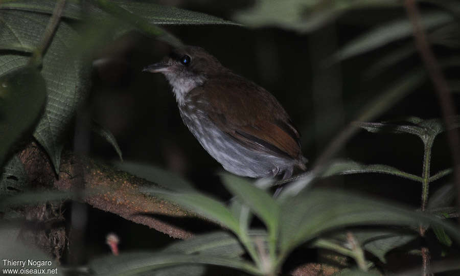 Thrush-like Antpitta