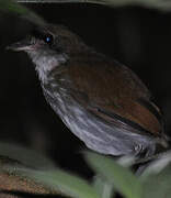 Thrush-like Antpitta