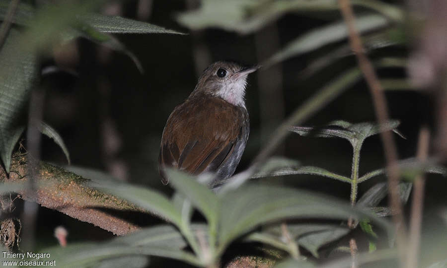 Thrush-like Antpitta