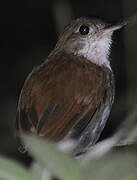 Thrush-like Antpitta