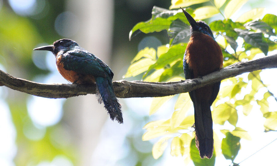 Great Jacamar adult