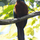 Grand Jacamar
