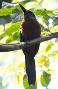 Great Jacamar