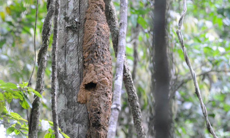 Great Jacamar