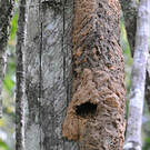 Grand Jacamar