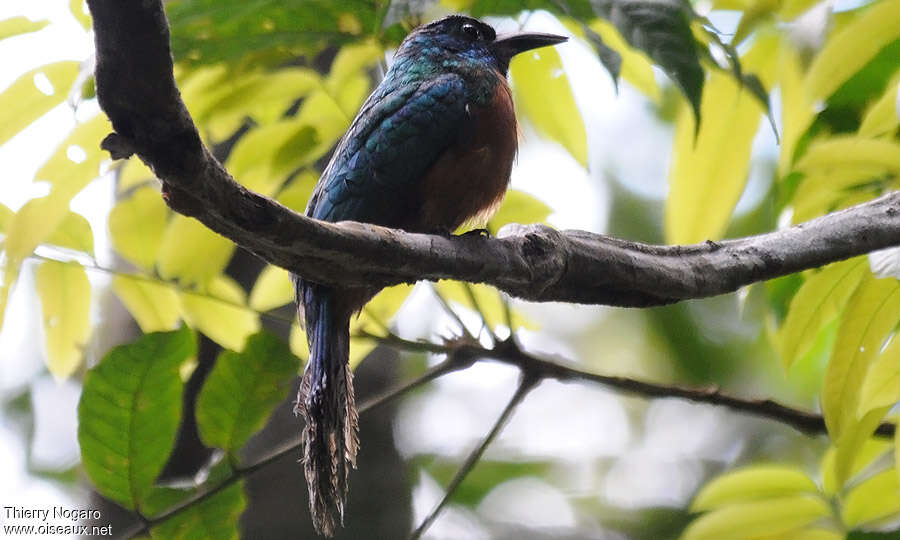 Grand Jacamar femelle adulte