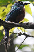 Great Jacamar