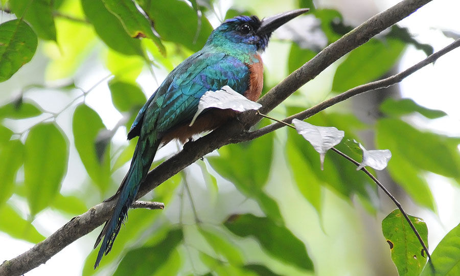 Great Jacamar male adult