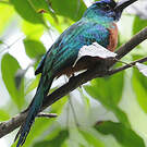 Grand Jacamar