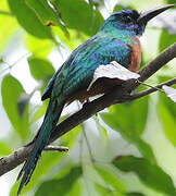 Great Jacamar