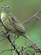 Wedge-tailed Grass Finch