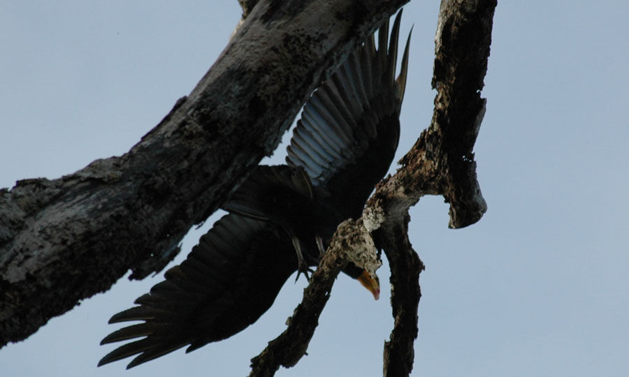 Greater Yellow-headed Vulture