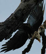 Greater Yellow-headed Vulture