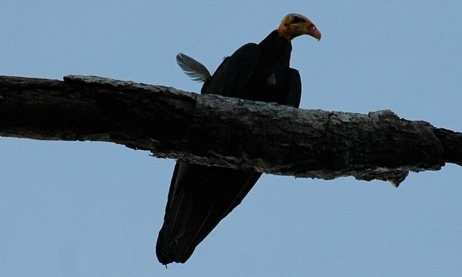 Greater Yellow-headed Vulture