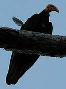 Greater Yellow-headed Vulture