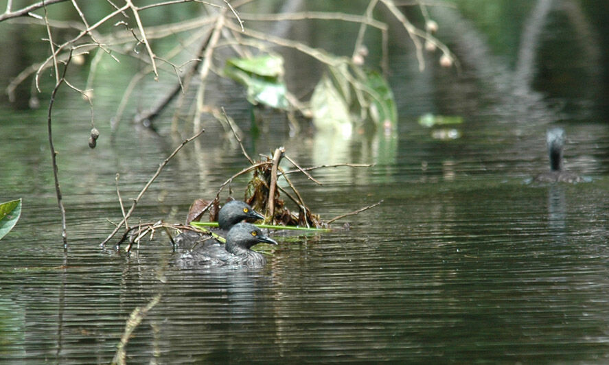 Least Grebe adult