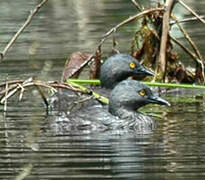 Least Grebe