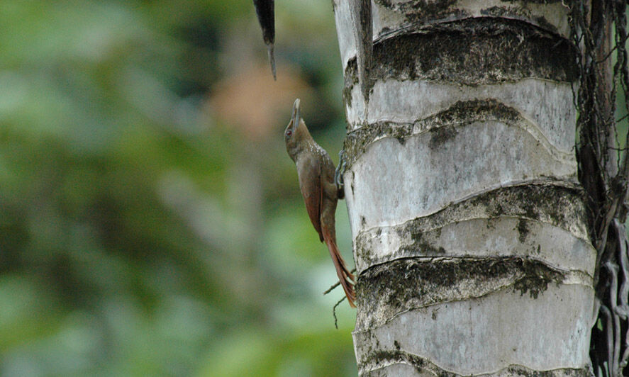 Cinnamon-throated Woodcreeper