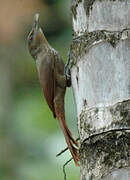 Cinnamon-throated Woodcreeper