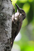 Amazonian Barred Woodcreeper