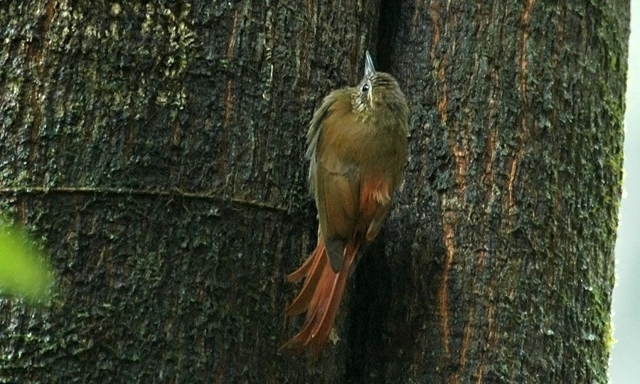 Wedge-billed Woodcreeper