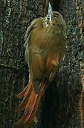 Wedge-billed Woodcreeper