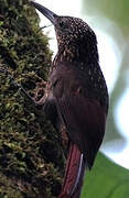 Chestnut-rumped Woodcreeper