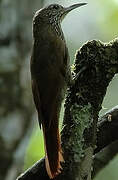 Guianan Woodcreeper