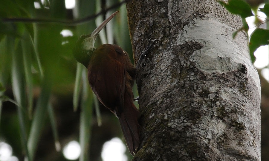 Long-billed Woodcreeper