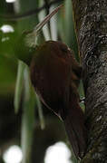 Long-billed Woodcreeper