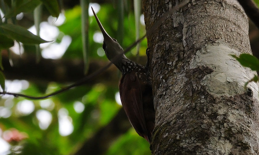 Long-billed Woodcreeper