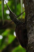 Long-billed Woodcreeper