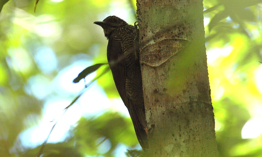 Black-banded Woodcreeper