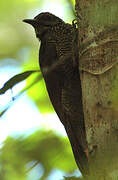 Black-banded Woodcreeper