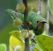 Purple Honeycreeper