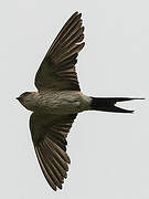 Red-rumped Swallow