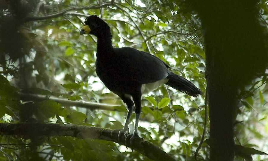 Black Curassow